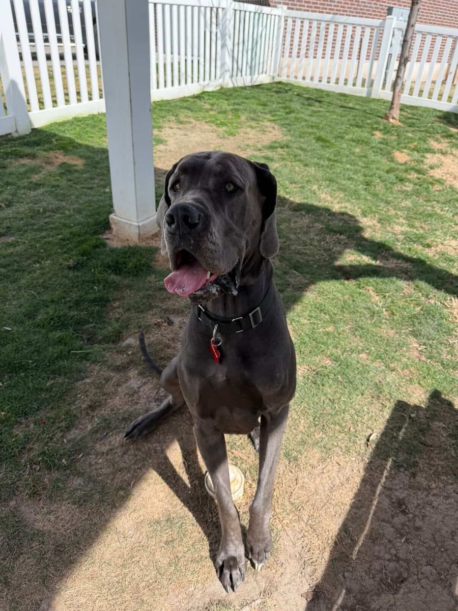 Male Great Dane