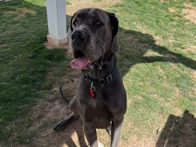 Male Great Dane