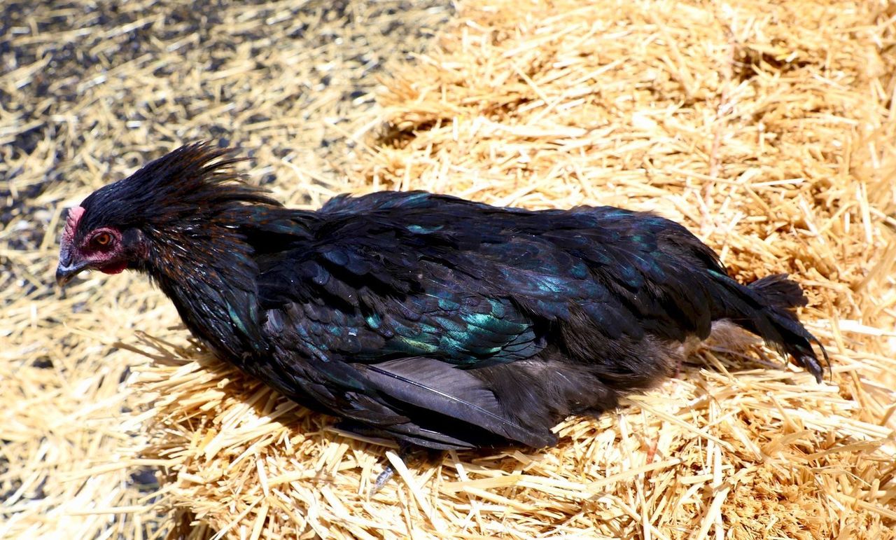 Main image 6
