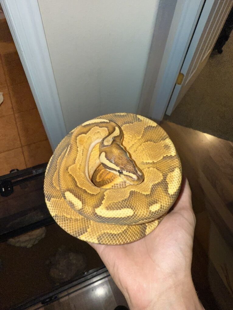 Male Fire Enchi Yellowbelly PRICE OBO read disc.