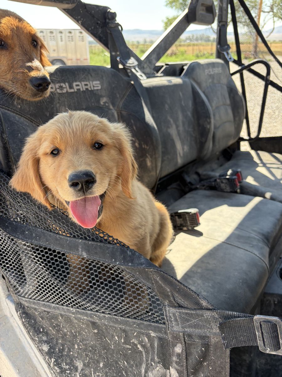AKC Red Golden Retriever puppy