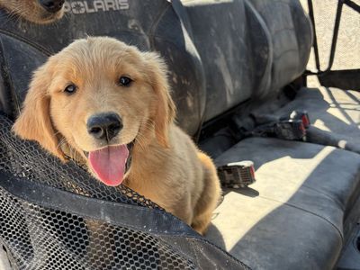 AKC Red Golden Retriever puppy