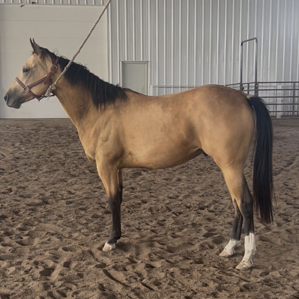 2023 Buckskin Gelding