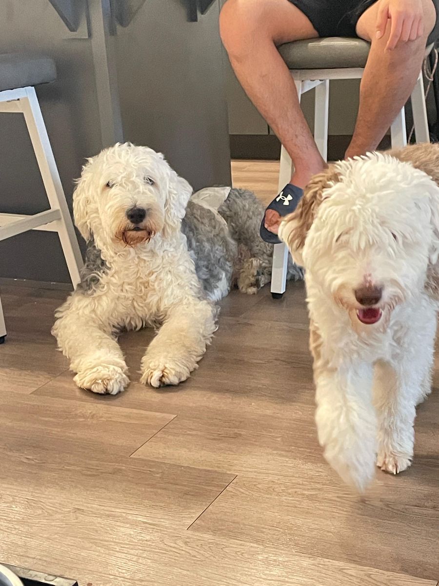 Old English Sheepdog & Mini Aussie Doodle