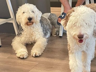 Old English Sheepdog & Mini Aussie Doodle