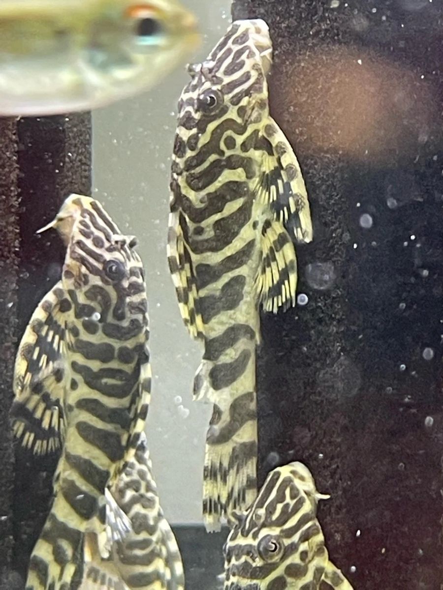 Breeding group L134 Leopard Frog Pleco