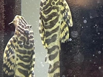 Breeding group L134 Leopard Frog Pleco