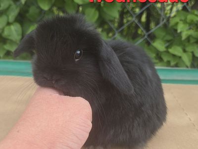 Holland Lops available 5/24/2026
