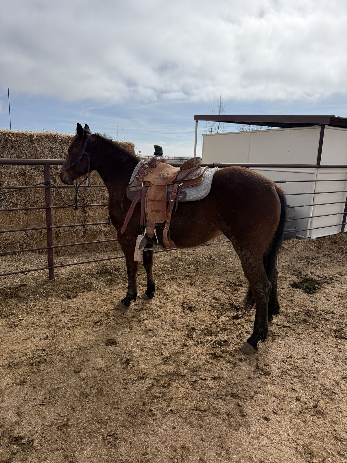 3 yr old Filly