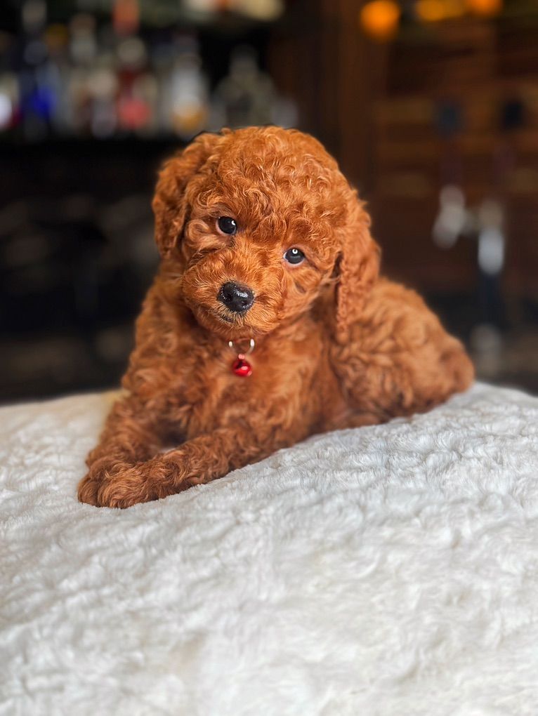 Stunning Deep Red 10-12 Pound Mini Goldendoodle