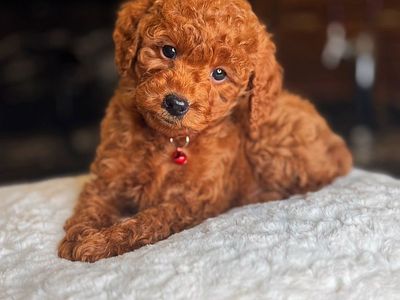 Stunning Deep Red 10-12 Pound Mini Goldendoodle