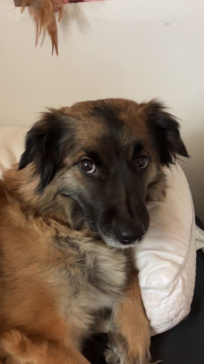 ‼️Urgent: Need Help Finding Home For Border Collie‼️