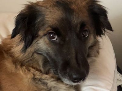 ‼️Urgent: Need Help Finding Home For Border Collie‼️