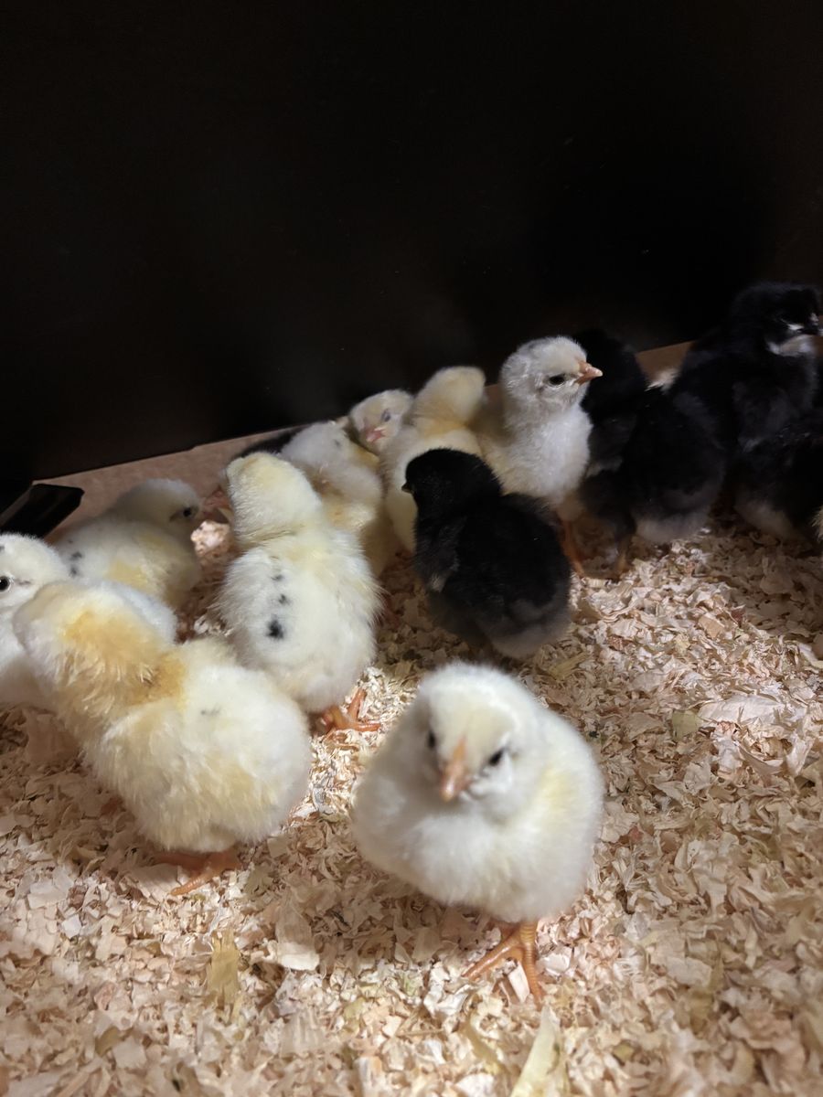 Barnyard Chicks