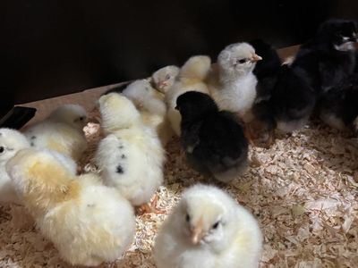 Barnyard Chicks