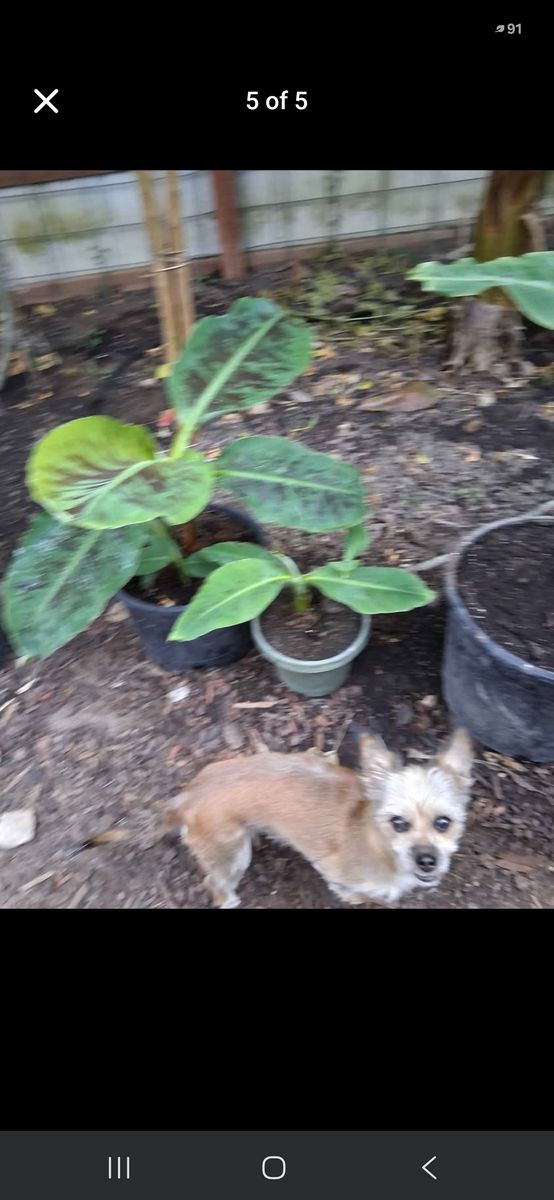 Dwarf cavendish banana tree