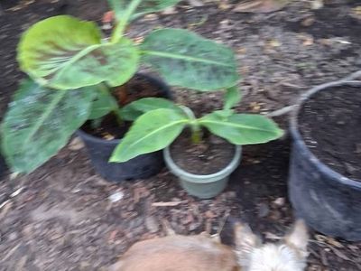 Dwarf cavendish banana tree