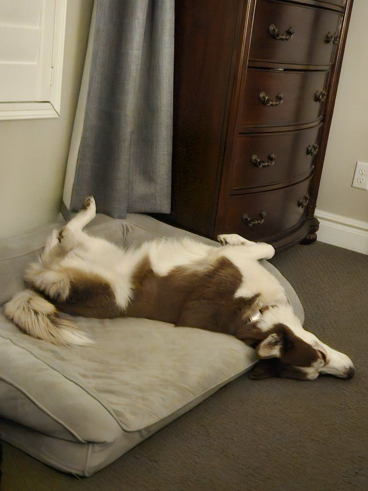 4yr old female Husky