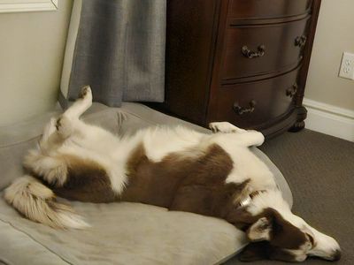 4yr old female Husky