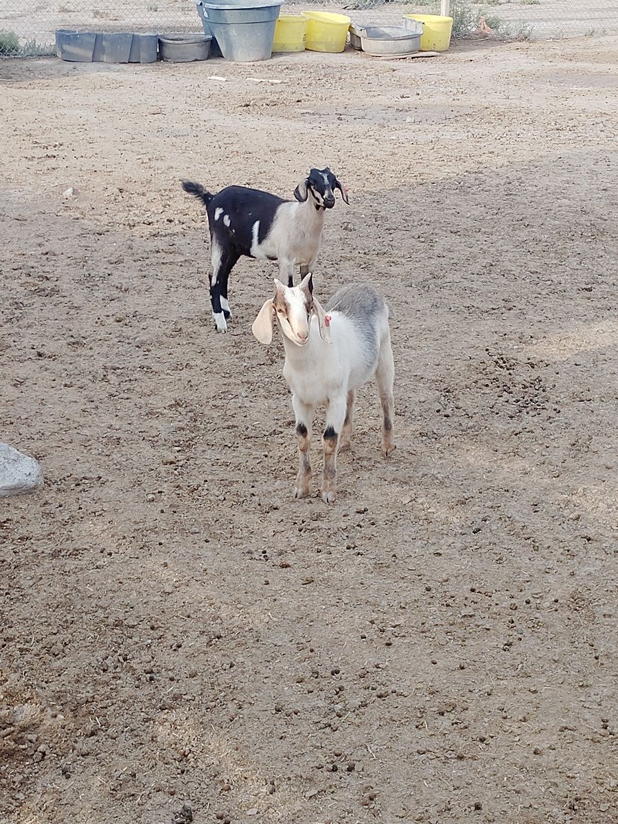 Tie goats 