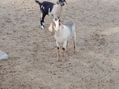 Tie goats