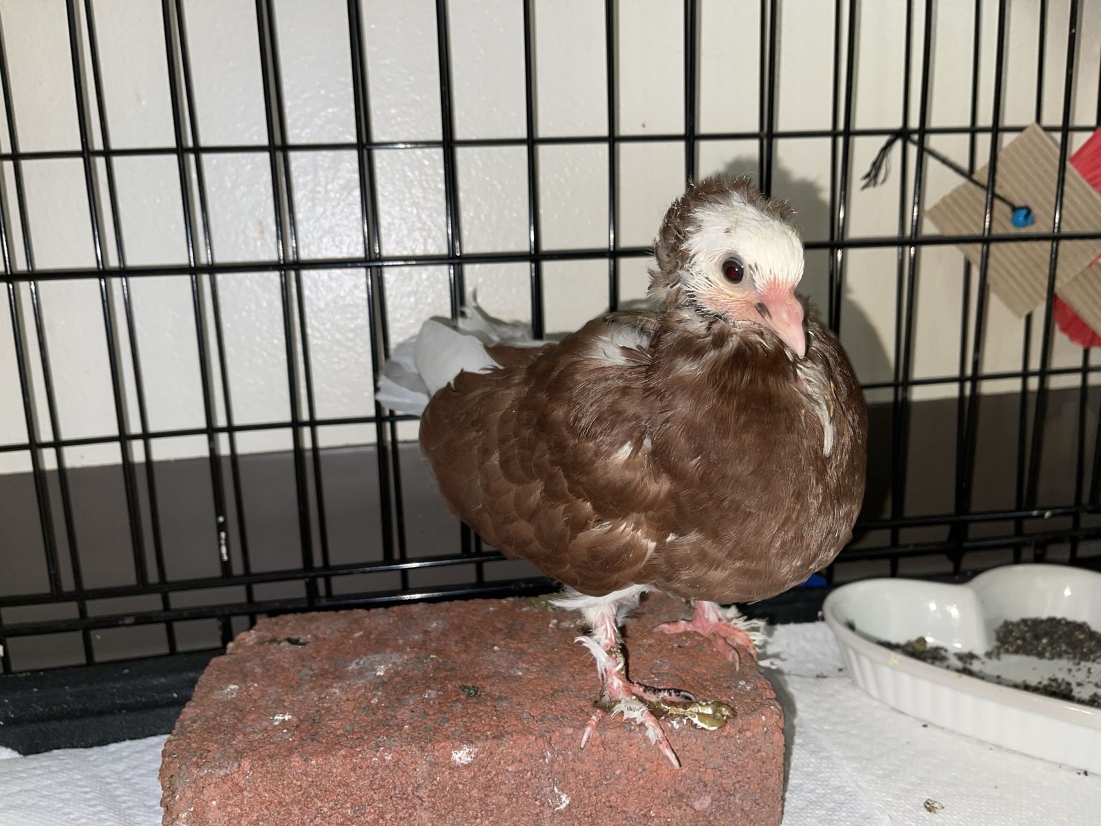 5/6 week old pigeon 