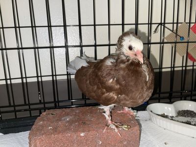 5/6 week old pigeon