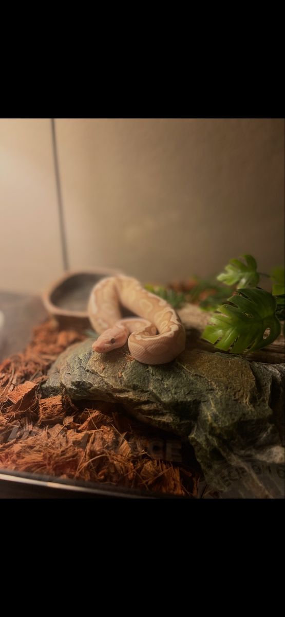Banana Pastel Ball Python(NEED GONE)