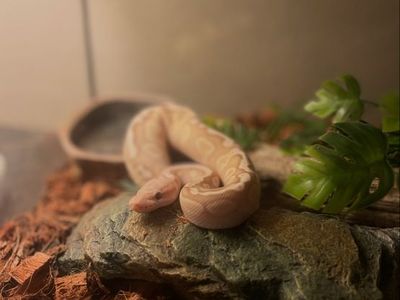 Banana Pastel Ball Python(NEED GONE)