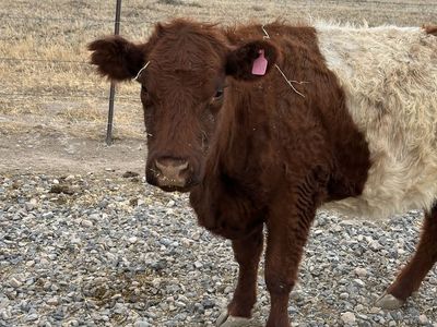 Purebred Red Belted Galloway Cow - $1,700