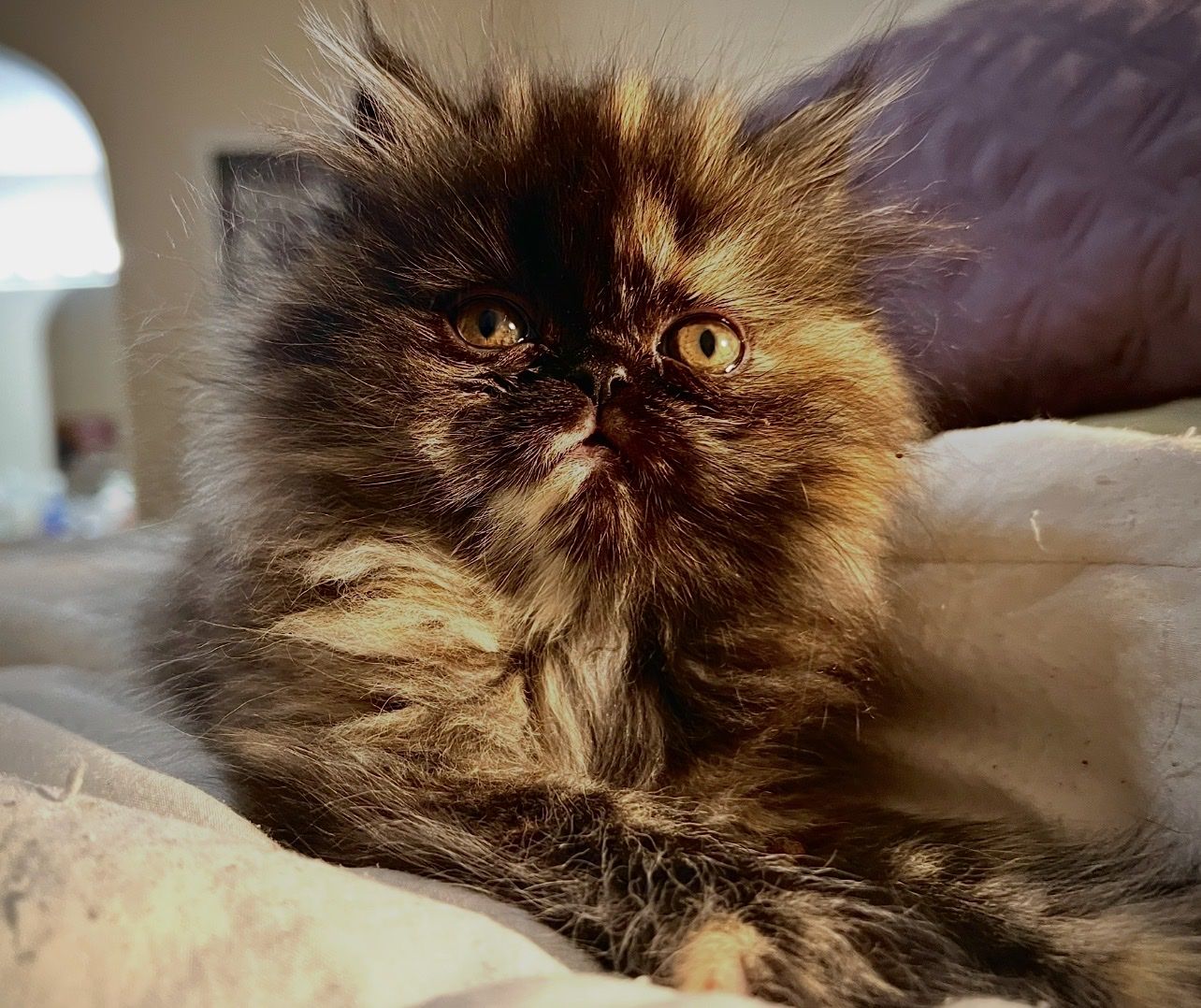 !!! Purebred Exotic Longhair & Shorthair (PERSIAN) Kittens !!!