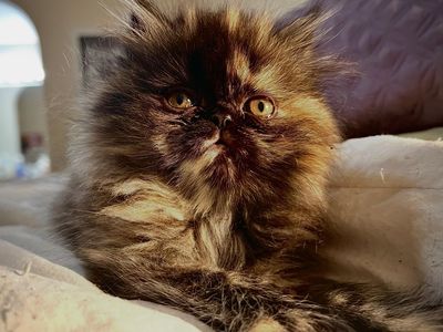 !!! Purebred Exotic Longhair & Shorthair (PERSIAN) Kittens !!!