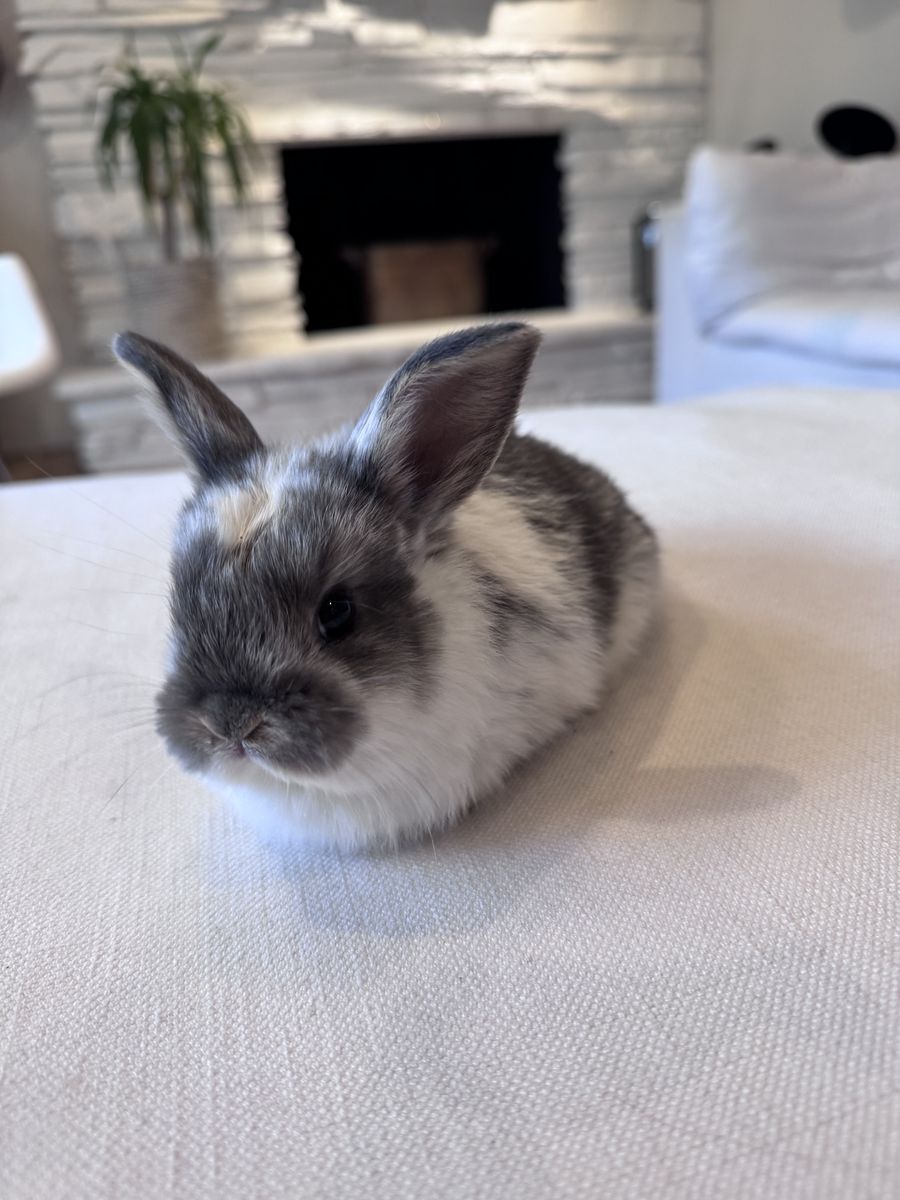 Baby Buck Bunny - Holland Lop / Rex Mix