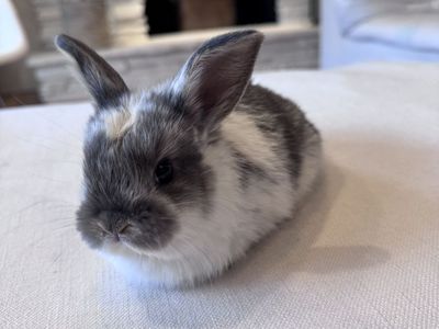 Baby Buck Bunny - Holland Lop / Rex Mix