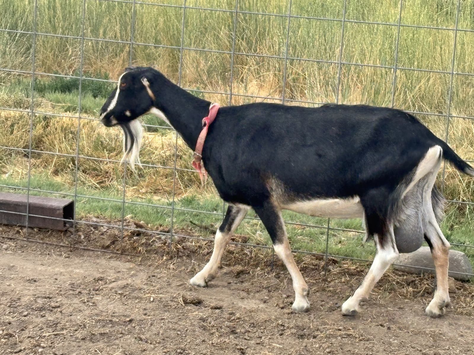 Registered Lamancha