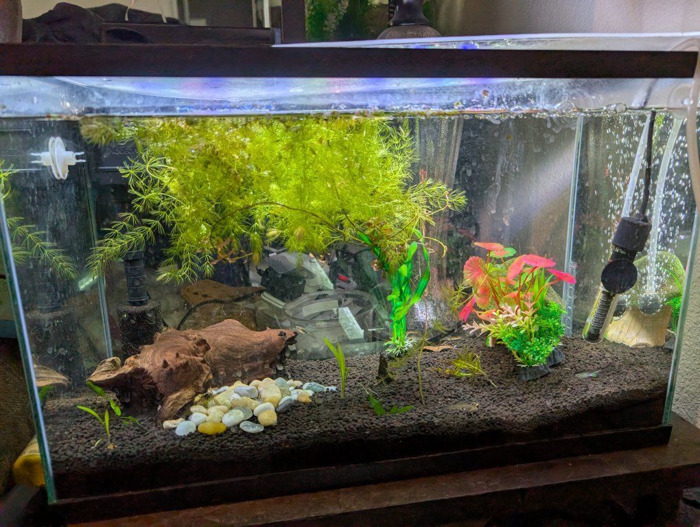 Glass Fish Tank Aquarium with Live and Plasic Plants and Decor Used