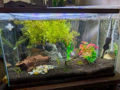 Glass Fish Tank Aquarium with Live and Plasic Plants and Decor Used