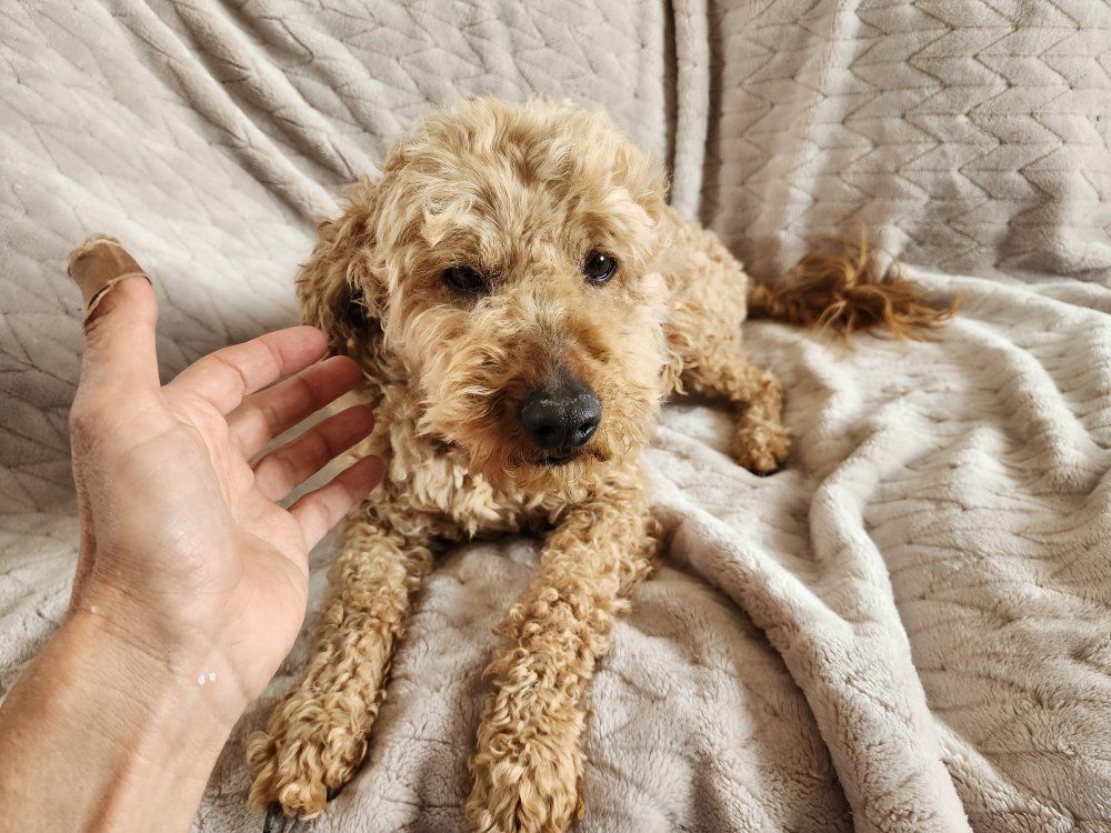 micro mini F1b Goldendoodle Boy, Golden Doodle