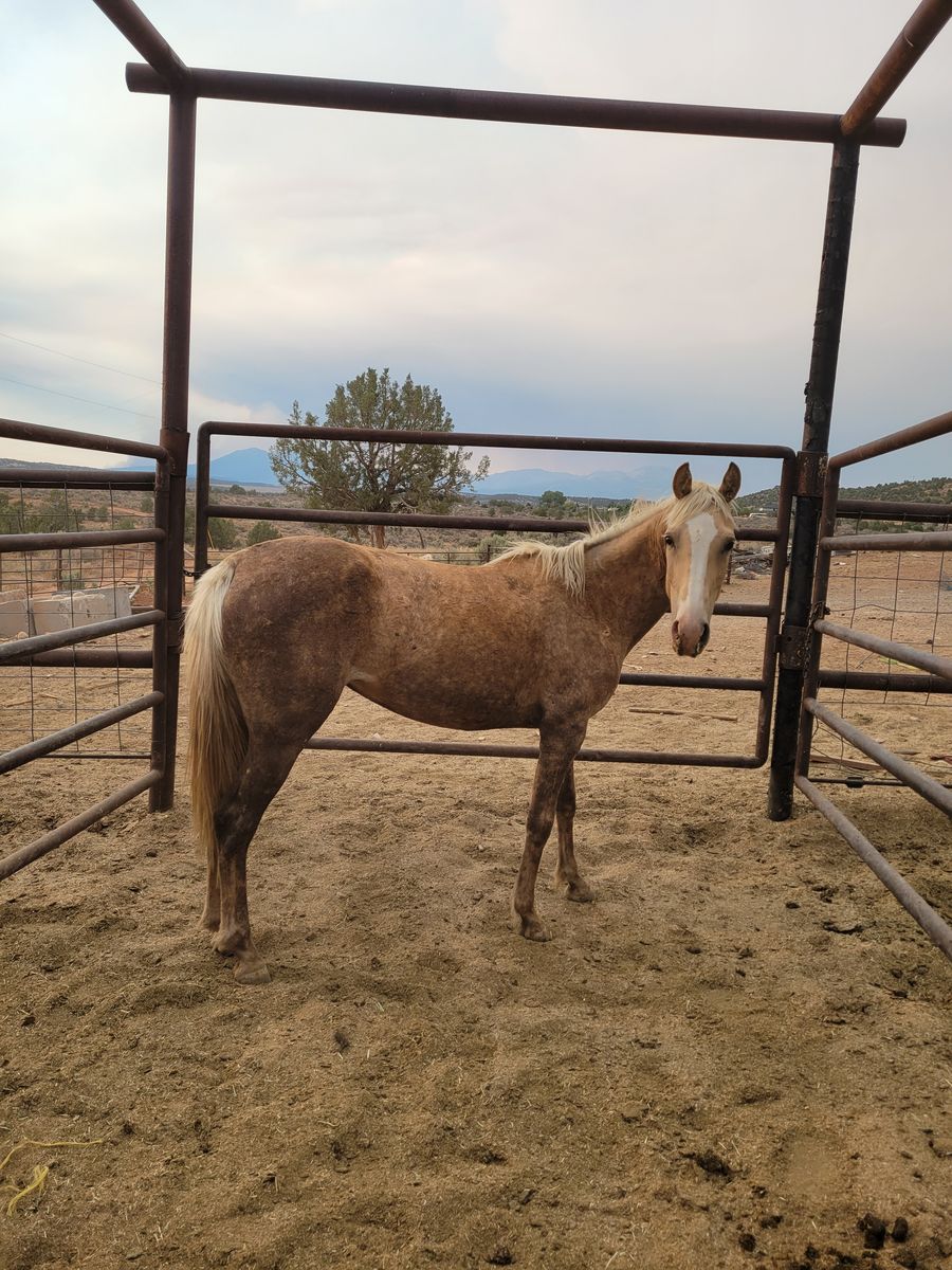 Palomino mare