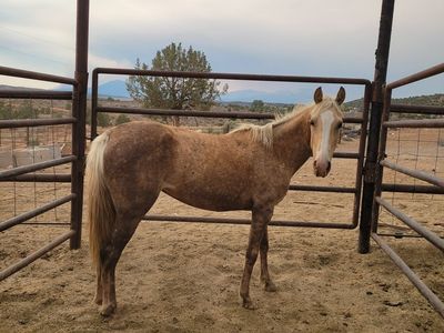 Palomino mare