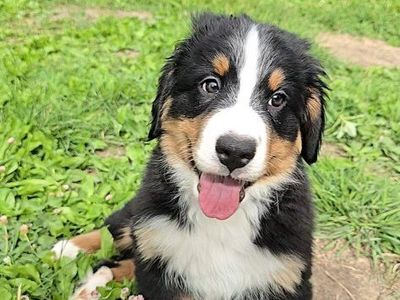 Luxury Champion Bloodline Bernese Mountain puppy dog, puppie, OFA test and DNA Health Test