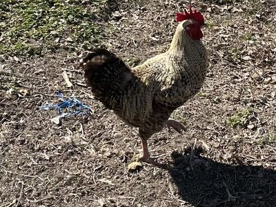 Free Rooster