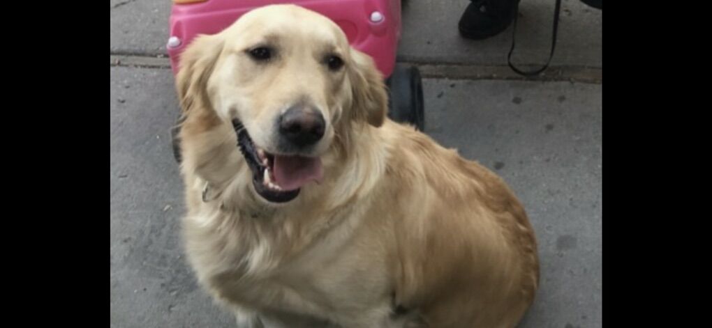 Beautiful AKC Pure Golden Retriever Female 5yr Old