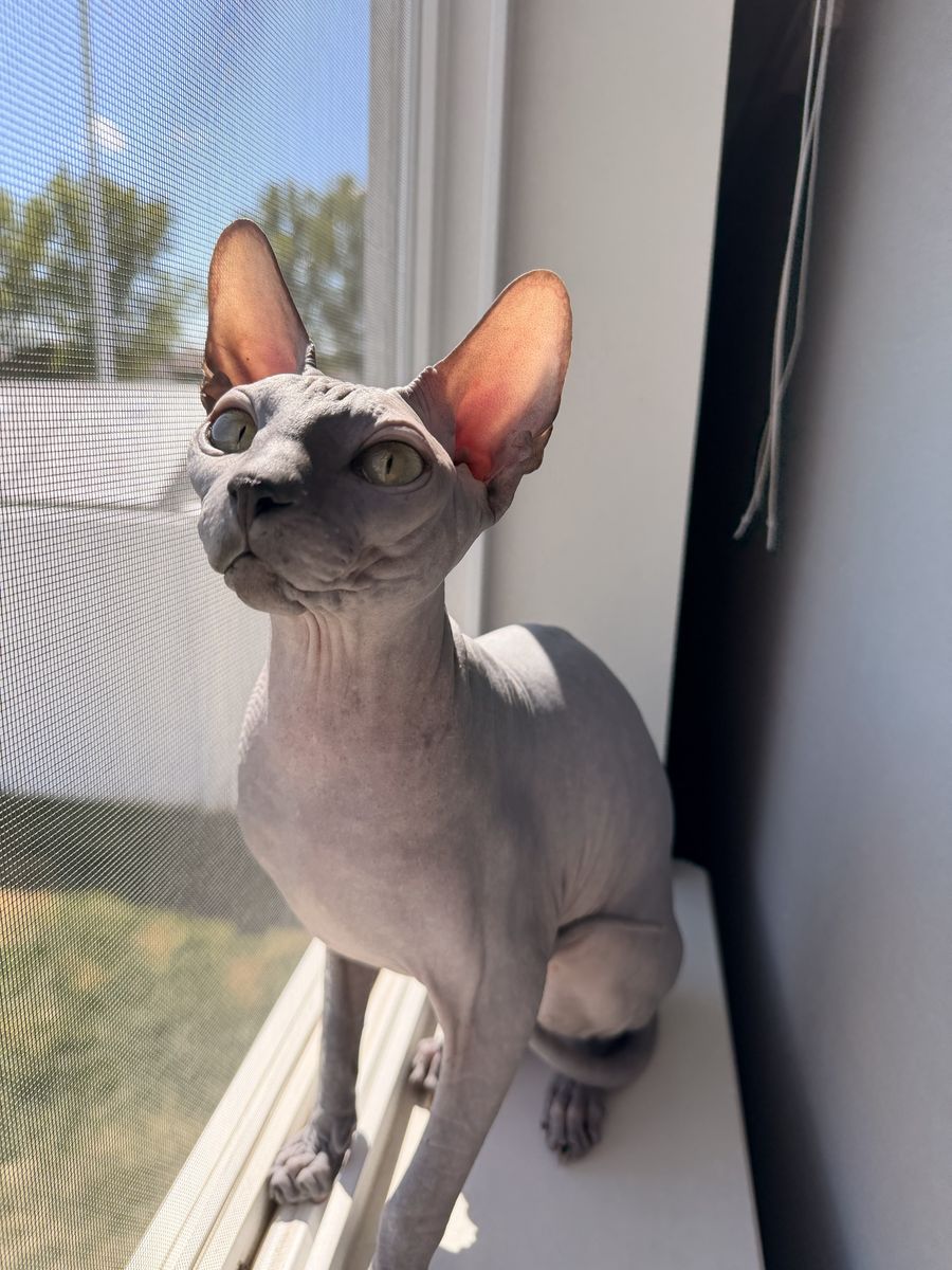 Tica Registered Sphynx