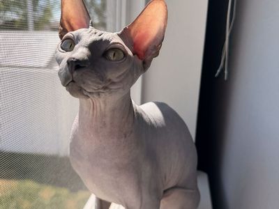 Tica Registered Sphynx