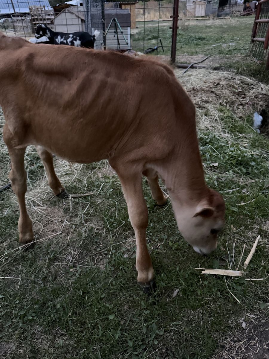 Healthy Young Cattle / Calf for Sale
