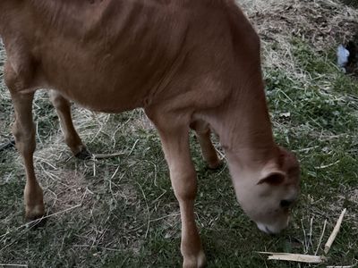 Healthy Young Cattle / Calf for Sale