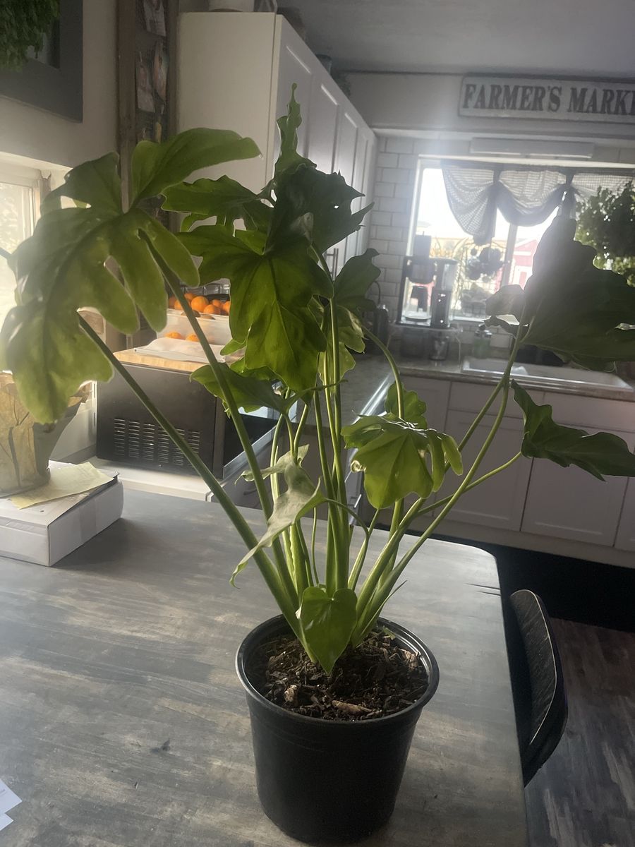 Potted Philodendron