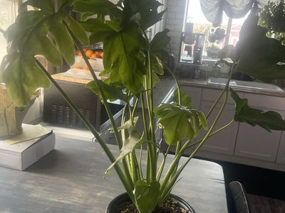 Potted Philodendron