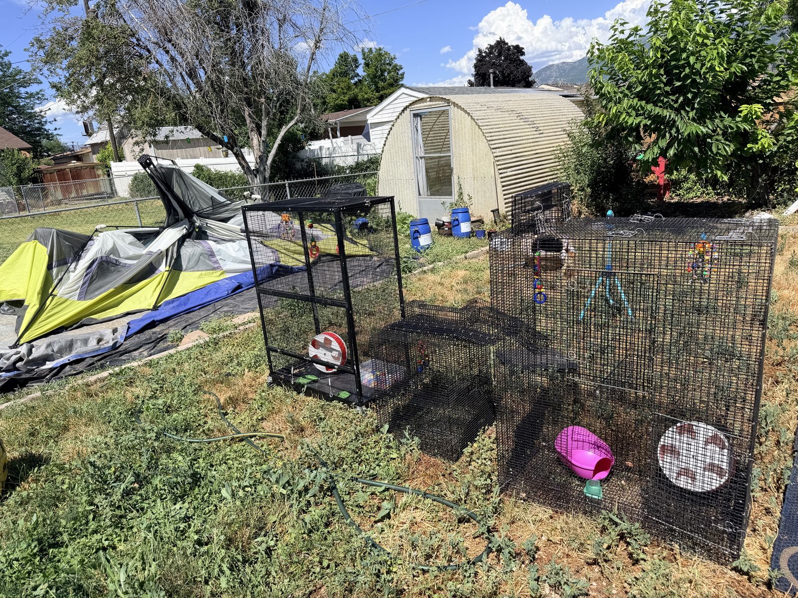 3 sugar glider cages equipped with toys.